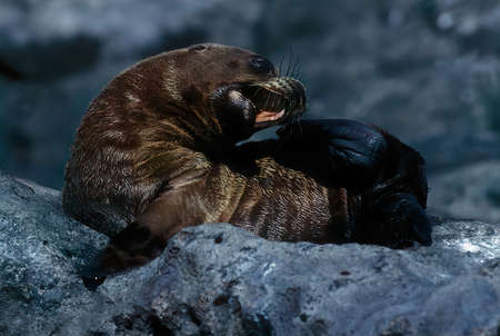 Sea lions are pinnipeds characterized by external ear flaps, long foreflippers, the ability to walk on all fours, short, thick hair, and a big chest and belly.の写真素材