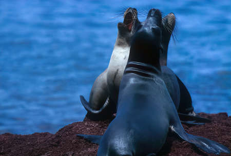 Sea lions are pinnipeds characterized by external ear flaps, long foreflippers, the ability to walk on all fours, short, thick hair, and a big chest and belly.の写真素材