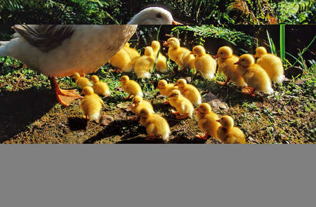 The Pekin or White Pekin is an American breed of domestic duck, raised primarily for meat.