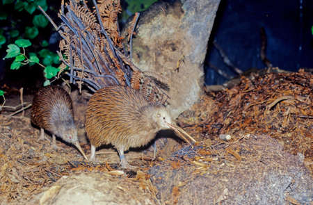 Kiwi, are flightless birds endemic to New Zealand of the genus Apteryx and family Apterygidaeの写真素材