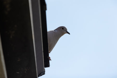 The Eurasian collared dove (Streptopelia decaocto) is a dove species native to Europe and Asiaの写真素材