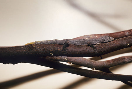 The northern spiny-tailed gecko (Strophurus ciliaris) is a species of lizard in the family Diplodactylidae. The species is endemic to Australia.の写真素材