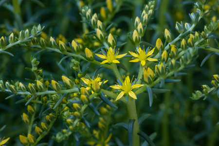 Sedum is a large genus of flowering plants in the family Crassulaceae, members of which are commonly known as stonecropsの写真素材