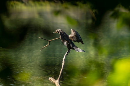 The great cormorant (Phalacrocorax carbo), known as the black shag or kawau in New Zealand, formerly...