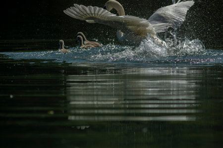 Swans are birds of the family Anatidae within the genus Cygnus.[3] The swans' closest relatives include the geese and ducksの写真素材