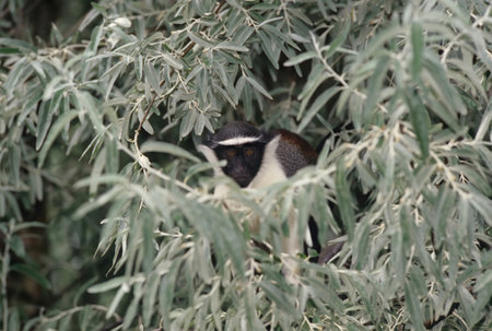 The Roloway monkey (Cercopithecus roloway) is an endangered species of Old World monkey endemic to...
