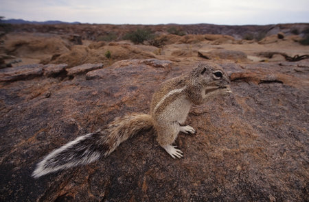 The Cape ground squirrel or South African ground squirrel Geosciurus inauris is found in most of the drier parts of southern Africa from South Africa, through to Botswana, and into Namibia, including Etosha National Park.の写真素材