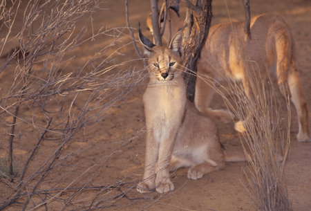 The caracal is a medium-sized wild cat native to Africa, the Middle East, Central Asia, and arid areas of Pakistan and northwestern India.の写真素材