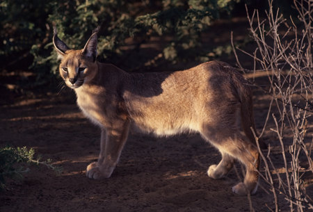 The caracal is a medium-sized wild cat native to Africa, the Middle East, Central Asia, and arid areas of Pakistan and northwestern India.の写真素材