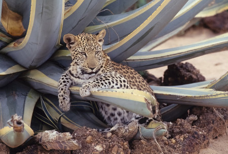 The African leopard (Panthera pardus pardus) is the nominate subspecies of the leopard, native to many countries in Africa.の写真素材