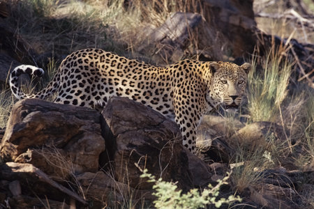 The African leopard (Panthera pardus pardus) is the nominate subspecies of the leopard, native to...