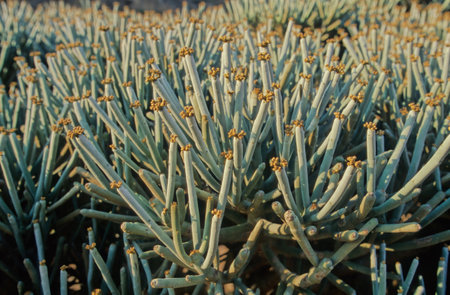 Euphorbia arbuscula is a species of plant in the spurge family (Euphorbiaceae). It is endemic to the...