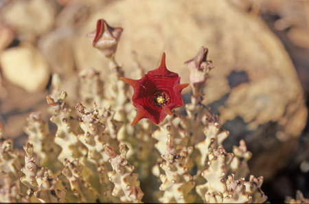 Caralluma socotrana is a plant species of flowers from the Apocynaceae family. Despite their name, they are not endemic to Socotra. You can find it equally in Somalia, in Ethiopia and in Kenya.の写真素材