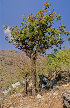 Commiphora myrrha, called myrrh, African myrrh, herabol myrrh, Somali myrrhor,[1] common myrrh, is a tree in the Burseraceae family.の写真素材
