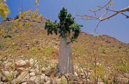Dendrosicyos is a monotypic genus in the plant family Cucurbitaceae. The only species is Dendrosicyos socotranus, the cucumber tree.の写真素材