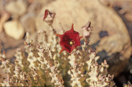 Caralluma socotrana is a plant species of flowers from the Apocynaceae family. Despite their name, they are not endemic to Socotra. You can find it equally in Somalia, in Ethiopia and in Kenya.の写真素材