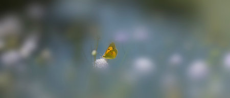 Colias palaeno, known by the common names moorland clouded yellow, palaeno sulphur, and pale Arctic clouded yellow, is a butterfly in the family Pieridae.の写真素材