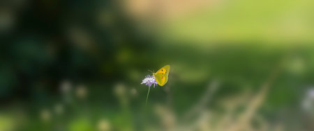 Colias palaeno, known by the common names moorland clouded yellow, palaeno sulphur, and pale Arctic clouded yellow, is a butterfly in the family Pieridae.の写真素材