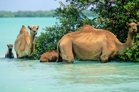 The dromedary Camelus dromedarius, also known as the dromedary camel, Arabian camel, or one-humped camel, is a large even-toed ungulate, of the genus Camelus, with one hump on its back.の写真素材
