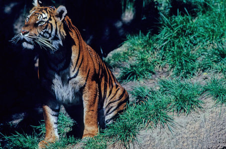 Bengal Tiger in Nandankanan Research Center India.の写真素材