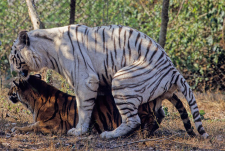 Copulating white and yellow Bengal Tiger in Nandankanan Research Center India.の写真素材