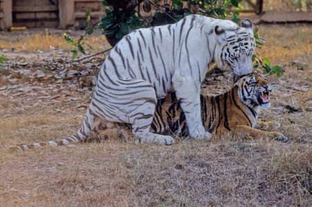 Copulating white and yellow Bengal Tiger in Nandankanan Research Center India.の写真素材