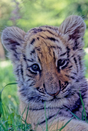 The tiger (Panthera tigris) is a member of the genus Panthera and the largest living cat species native to Asia.の写真素材