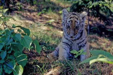 The tiger (Panthera tigris) is a member of the genus Panthera and the largest living cat species native to Asia.の写真素材