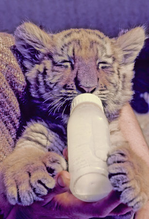 The tiger (Panthera tigris) is a member of the genus Panthera and the largest living cat species native to Asia.の写真素材