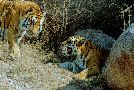 The tiger (Panthera tigris) is a member of the genus Panthera and the largest living cat species...