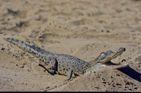 The saltwater crocodile (Crocodylus porosus) is a crocodilian native to saltwater habitats, brackish...