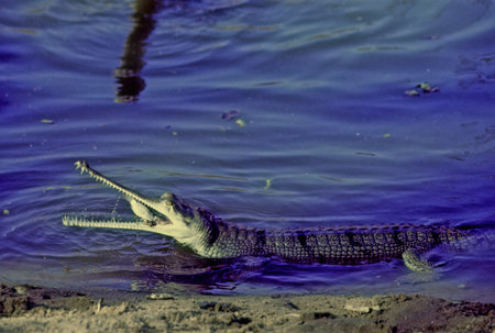 The gharial (Gavialis gangeticus), also known as gavial or fish-eating crocodile, is a crocodilian...