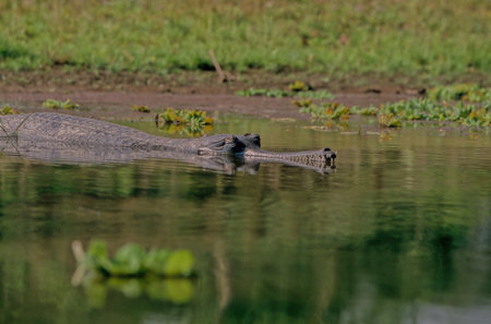 The gharial (Gavialis gangeticus), also known as gavial or fish-eating crocodile, is a crocodilian...