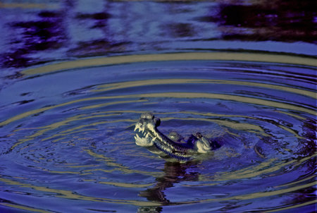 The gharial (Gavialis gangeticus), also known as gavial or fish-eating crocodile, is a crocodilian...