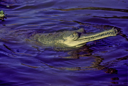 The gharial (Gavialis gangeticus), also known as gavial or fish-eating crocodile, is a crocodilian in the family Gavialidae and among the longest of all living crocodilians.の写真素材