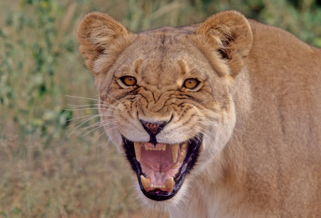 The lion (Panthera leo) is a large cat of the Panthera genus, native to Africa and India.の写真素材