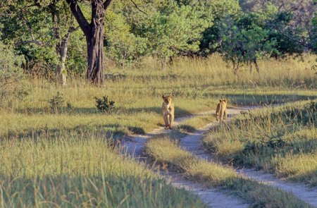 The lion (Panthera leo) is a large cat of the Panthera genus, native to Africa and India.の写真素材
