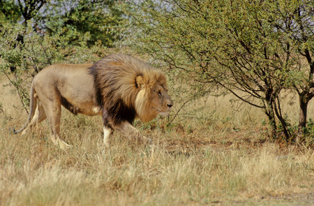 The lion (Panthera leo) is a large cat of the Panthera genus, native to Africa and India.