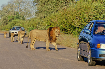 The lion (Panthera leo) is a large cat of the Panthera genus, native to Africa and India.の写真素材