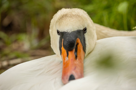 Swans are birds of the genus Cygnus within the family Anatidae. The swans' closest relatives include the geese and ducks.の写真素材