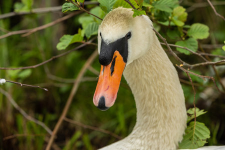 Swans are birds of the genus Cygnus within the family Anatidae. The swans' closest relatives include the geese and ducks.の写真素材