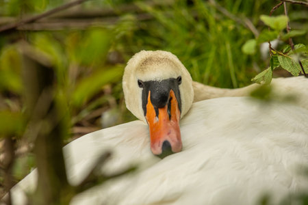 Swans are birds of the genus Cygnus within the family Anatidae. The swans' closest relatives include the geese and ducks.の写真素材