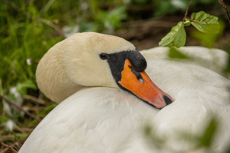 Swans are birds of the genus Cygnus within the family Anatidae. The swans' closest relatives include the geese and ducks.の写真素材