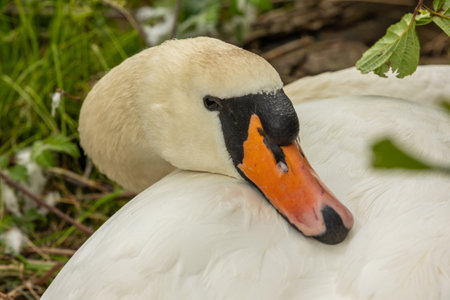 Swans are birds of the genus Cygnus within the family Anatidae. The swans' closest relatives include the geese and ducks.の写真素材