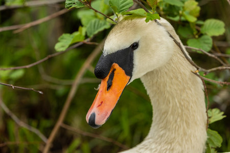 Swans are birds of the genus Cygnus within the family Anatidae. The swans' closest relatives include the geese and ducks.の写真素材