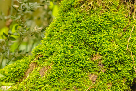 Hypnum cupressiforme, the cypress-leaved plaitmoss or hypnum moss, is a common and widespread species of moss belonging to the genus Hypnum.の写真素材