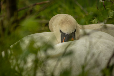 Swans are birds of the genus Cygnus within the family Anatidae. The swans' closest relatives include the geese and ducks.の写真素材