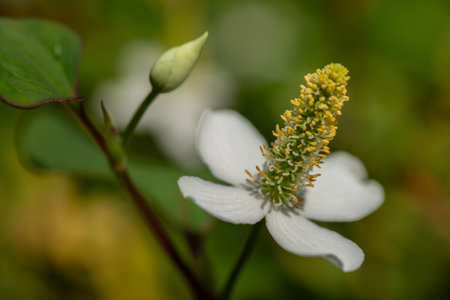 Houttuynia cordata, also known as fish mint, fish leaf, rainbow plant, chameleon plant, heart leaf, fish wort, or Chinese lizard tail, is one of two species in the genus Houttuynia It is a flowering plant native to Southeast Asia.の写真素材