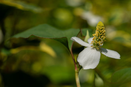 Houttuynia cordata, also known as fish mint, fish leaf, rainbow plant, chameleon plant, heart leaf, fish wort, or Chinese lizard tail, is one of two species in the genus Houttuynia It is a flowering plant native to Southeast Asia.の写真素材