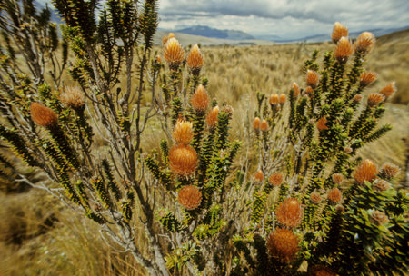 Chuquiraga jussieui, the flower of the Andes, is a species of flowering plant in the family Asteraceae. It is a low shrub, reaching a height of about 75 cm. Chuquiraga jussieui is an endangered flowerの写真素材